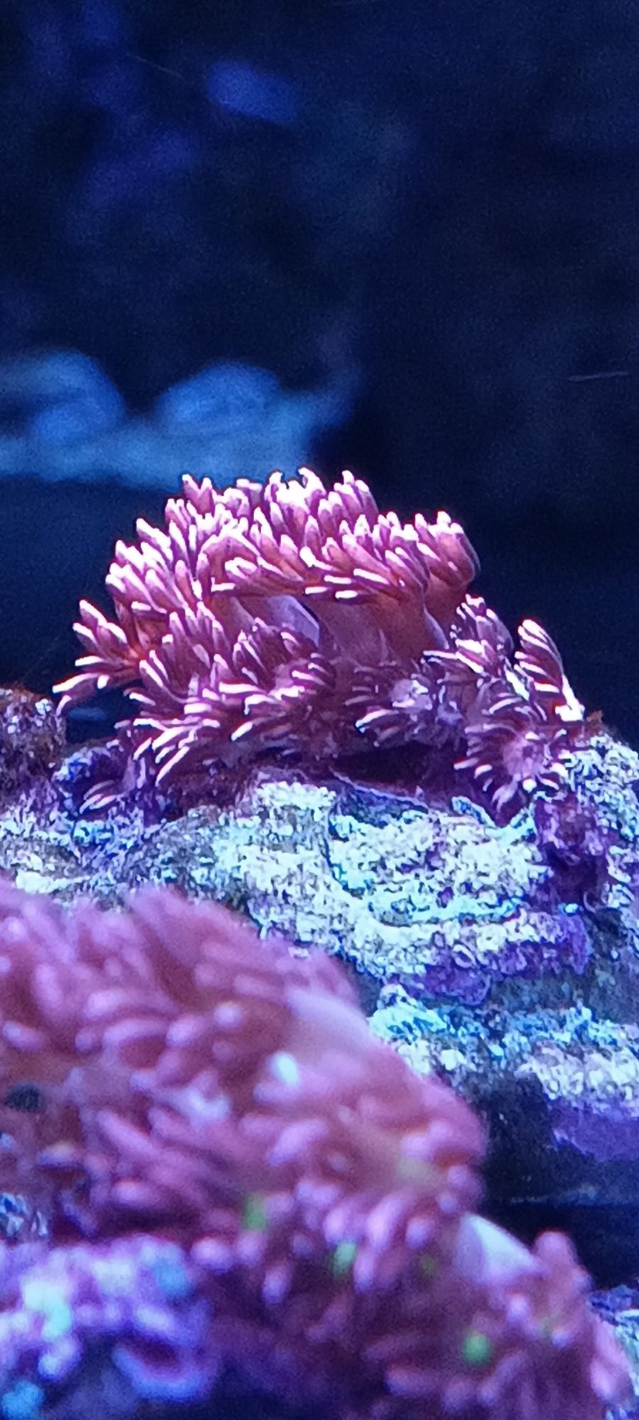 Goniopora pink polecam