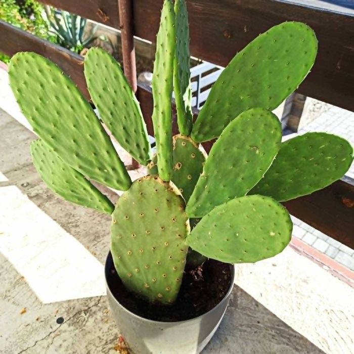 Opuncja figowa w donicy - średnia