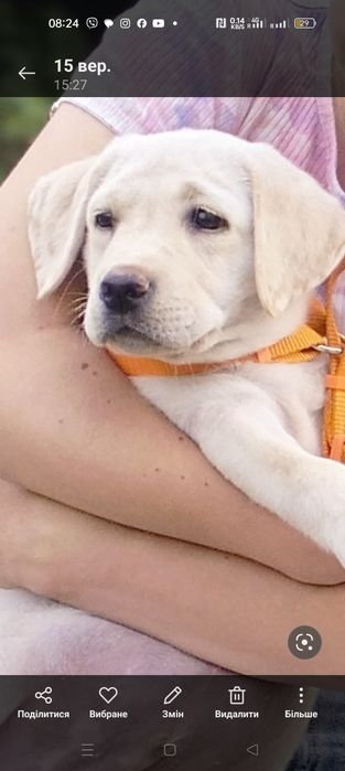 Сьогодні йому 6 місяців!Щеня ,взяли з під хати .