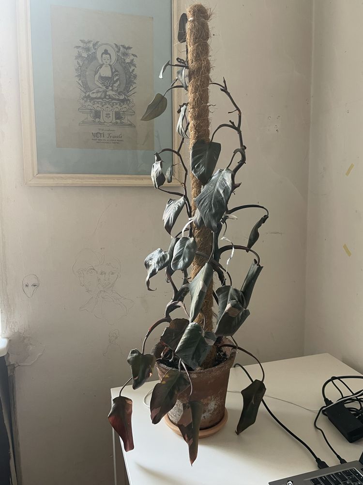 Pink princess philodendron