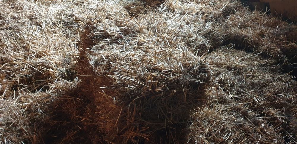 Słoma w kostkach 2025