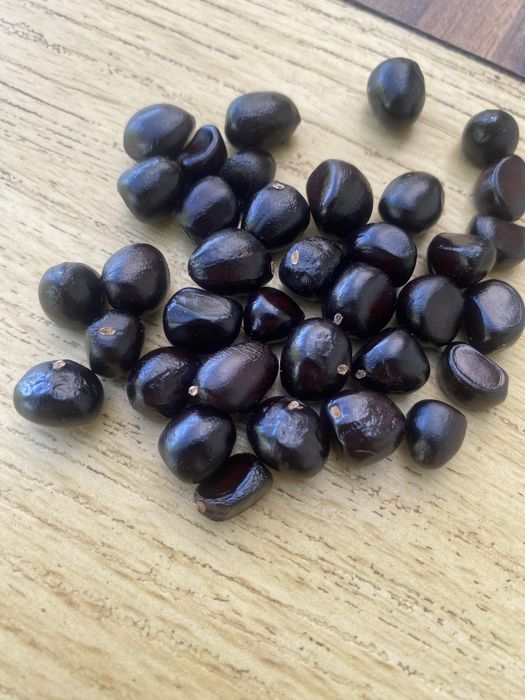 Семена пиона древовидного