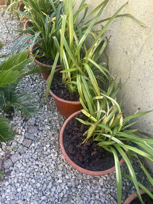 Vasos  de orquideas