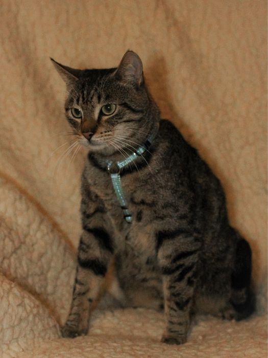 Piękniś szuka domu