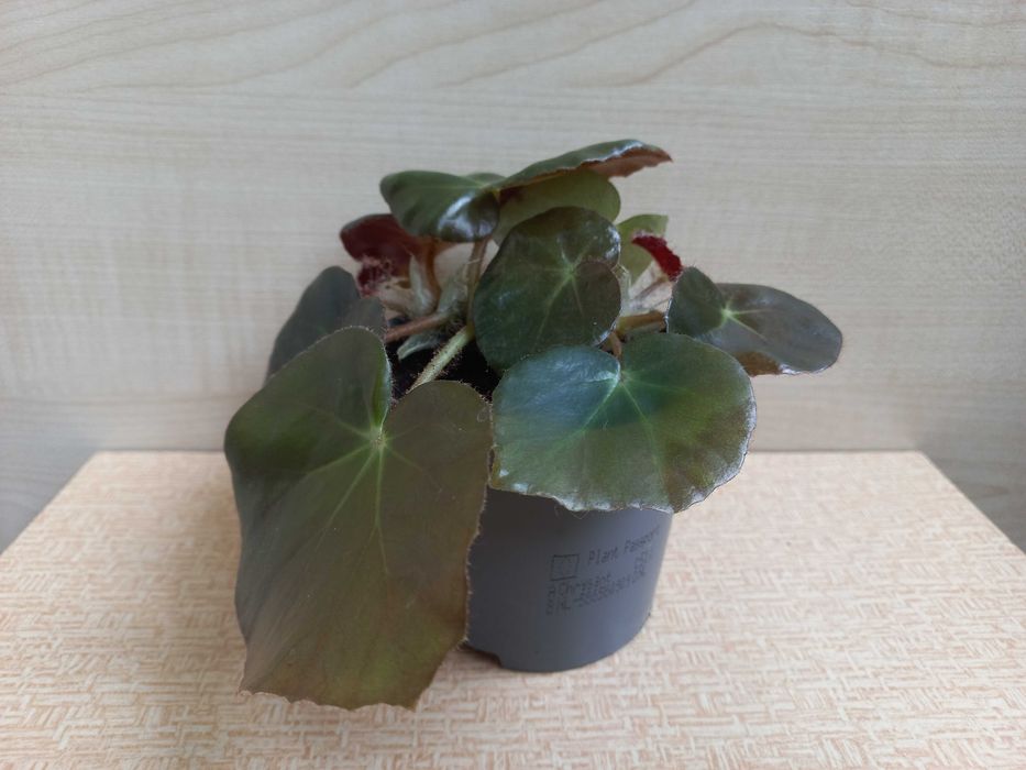 Бегония "Фиста", молодая розетка, 50 грн.