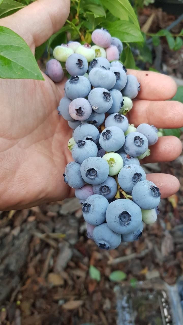 Лохина саджанці (борувка,голубіка)