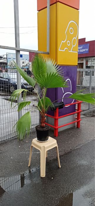 Пальма 1,5м 2 роки