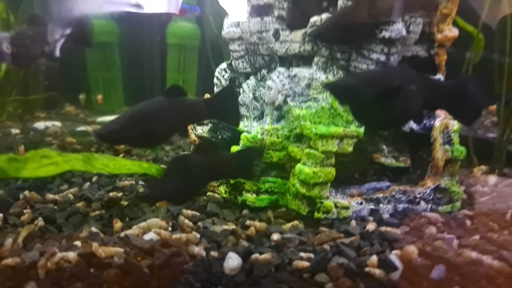 Molinezje za czekoladę/karmę dla ryb