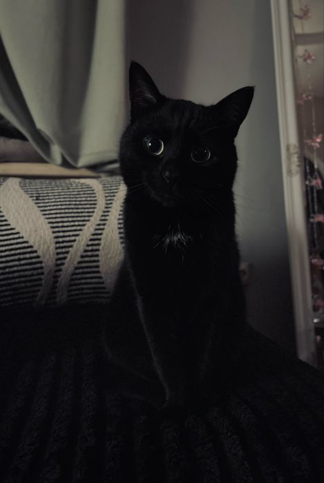 Темінь шукає дім