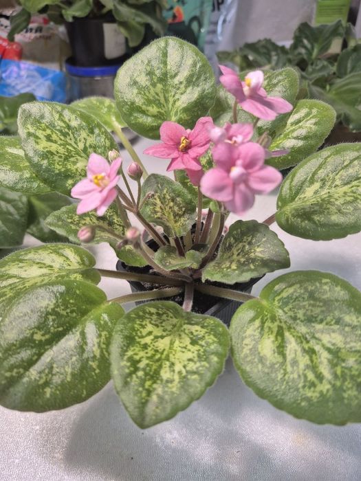 Фіалки набір стартерів 3 шт.