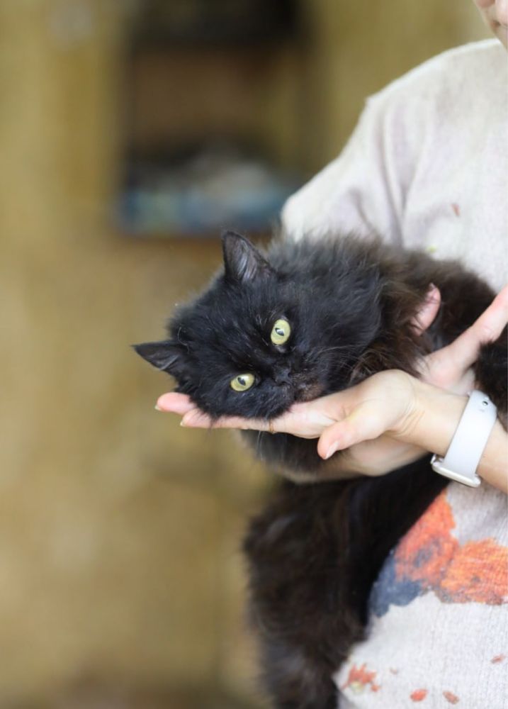 Шелби, 1,5 года. Розумна киця, кошеня