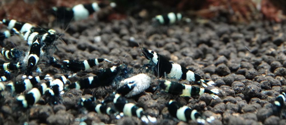 Krewetki Caridina Taiwan Bee Panda ZAMIANA GRATIS PROMOCJA