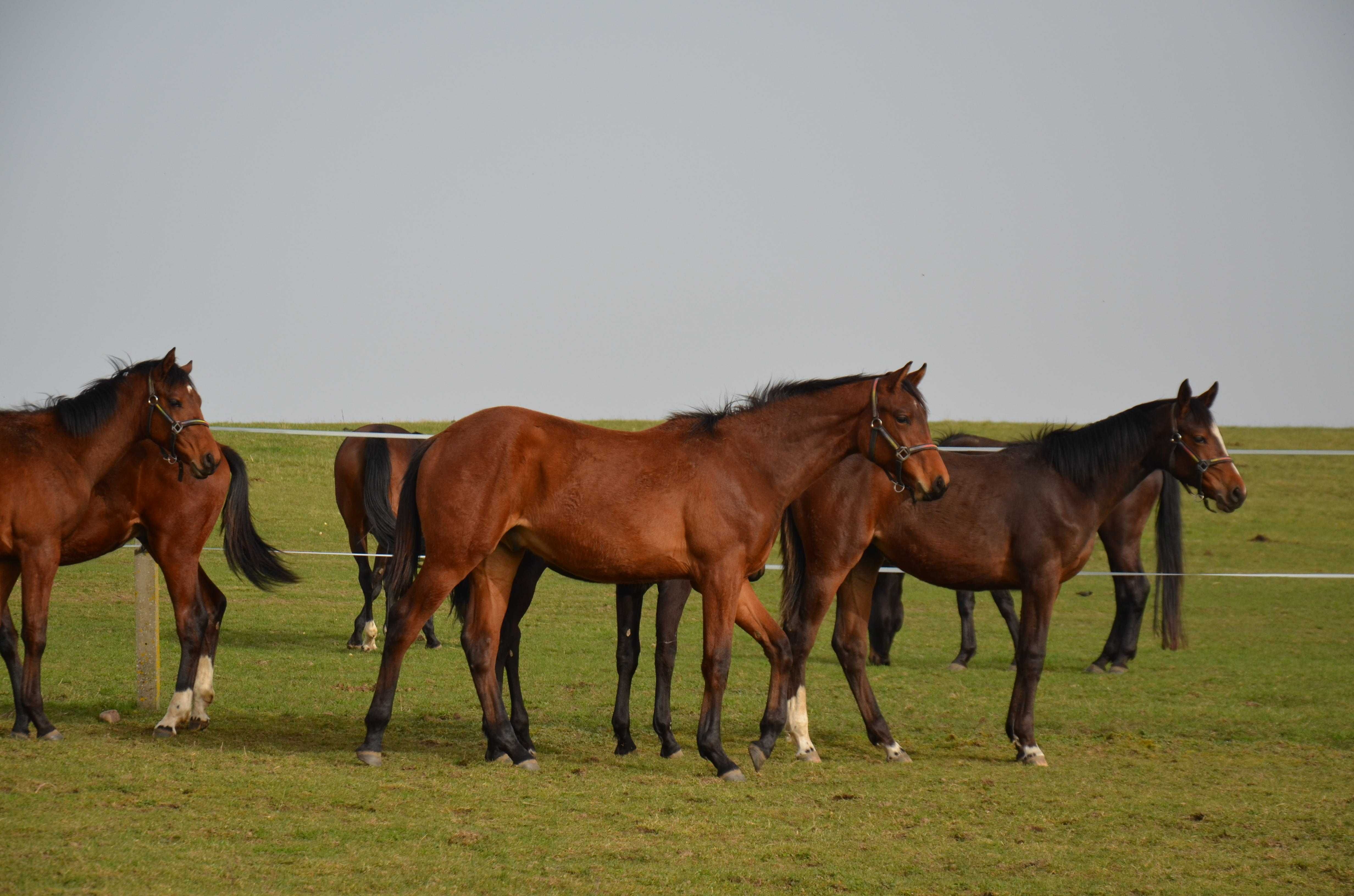 Prospekt do sportu (Diamat de Semilly x Cornet obolensky)