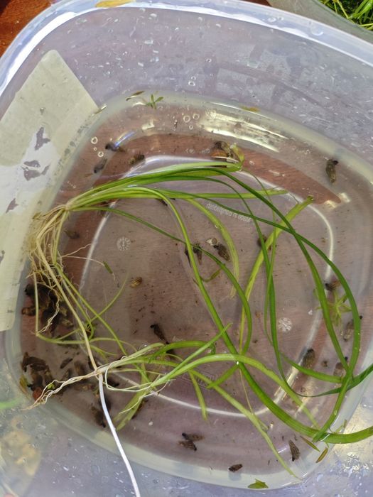 Planta para aquário Sagittaria subulata