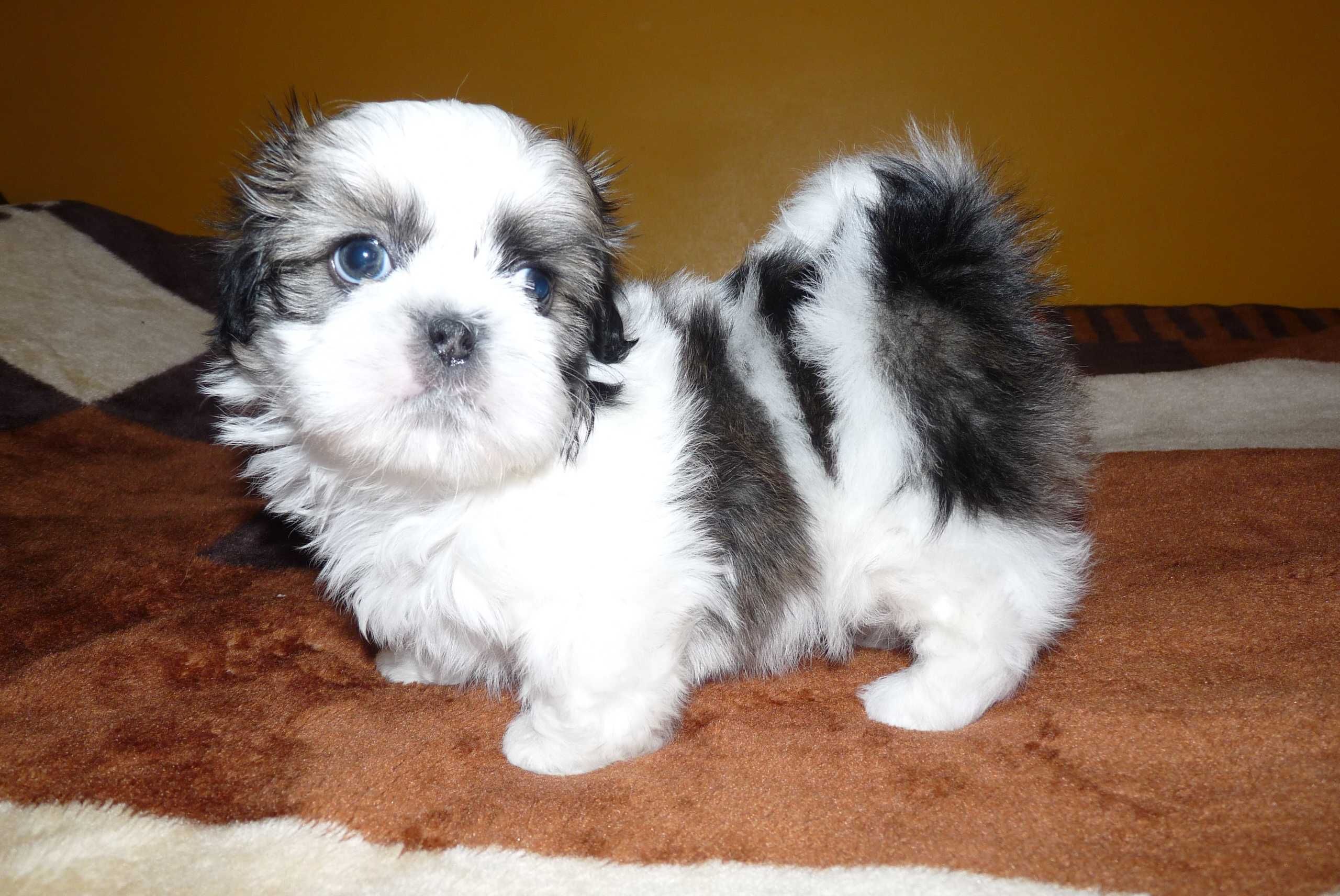 Shih Tzu, piesek Simba do odbioru od 19 lipca.