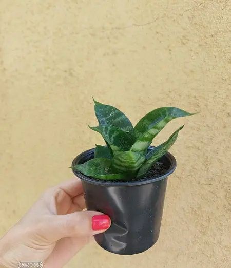 Сансевиерия Ханни (Sansevieria Hahnii)