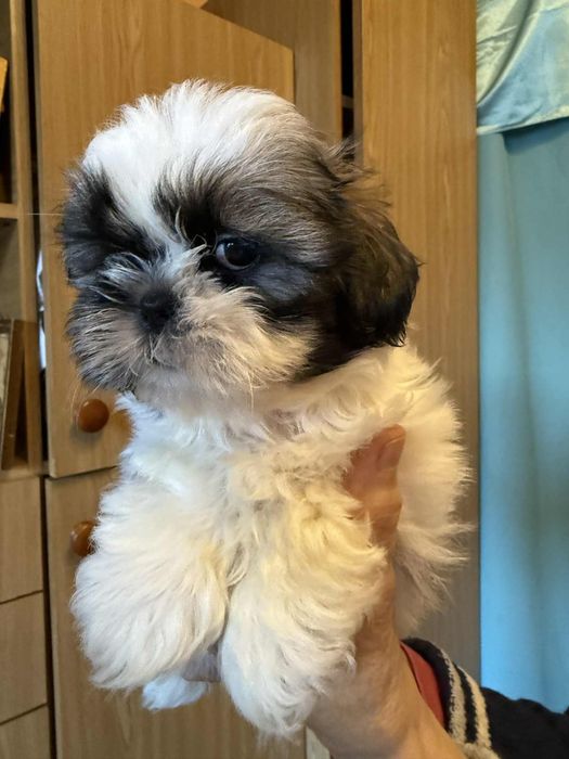 Shih Tzu suczka szczeniak Rodowód