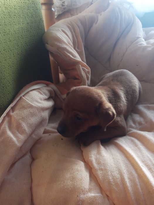 Oddam pieski w dobre rece