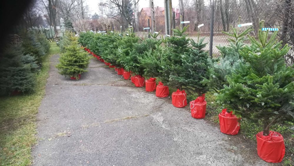 Świerk srebrny 1,5 -1,8,  Dostawa Warszawa i okolice  - Puławska 416