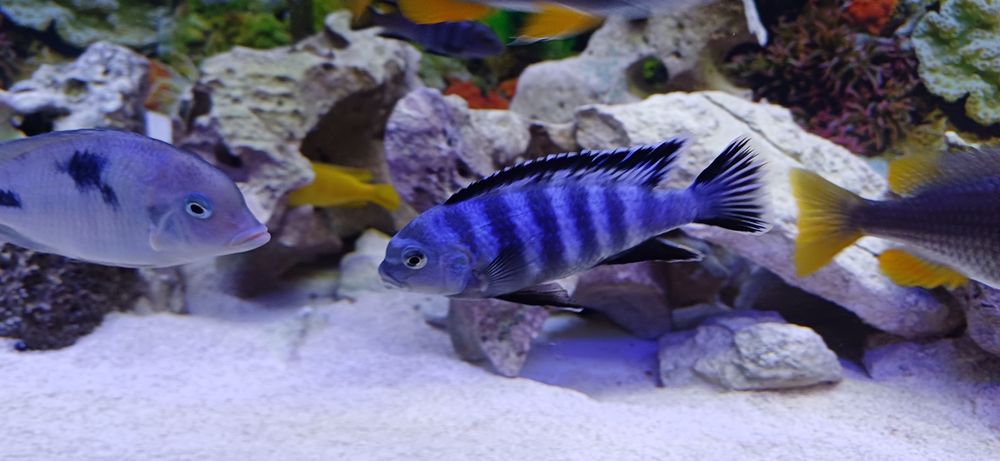 pyszczaki Chindongo  saulosi