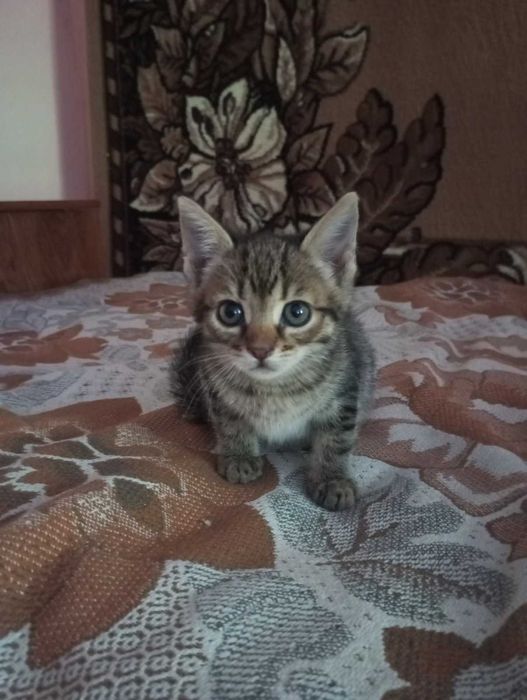 кошенятка 2,5 місяці