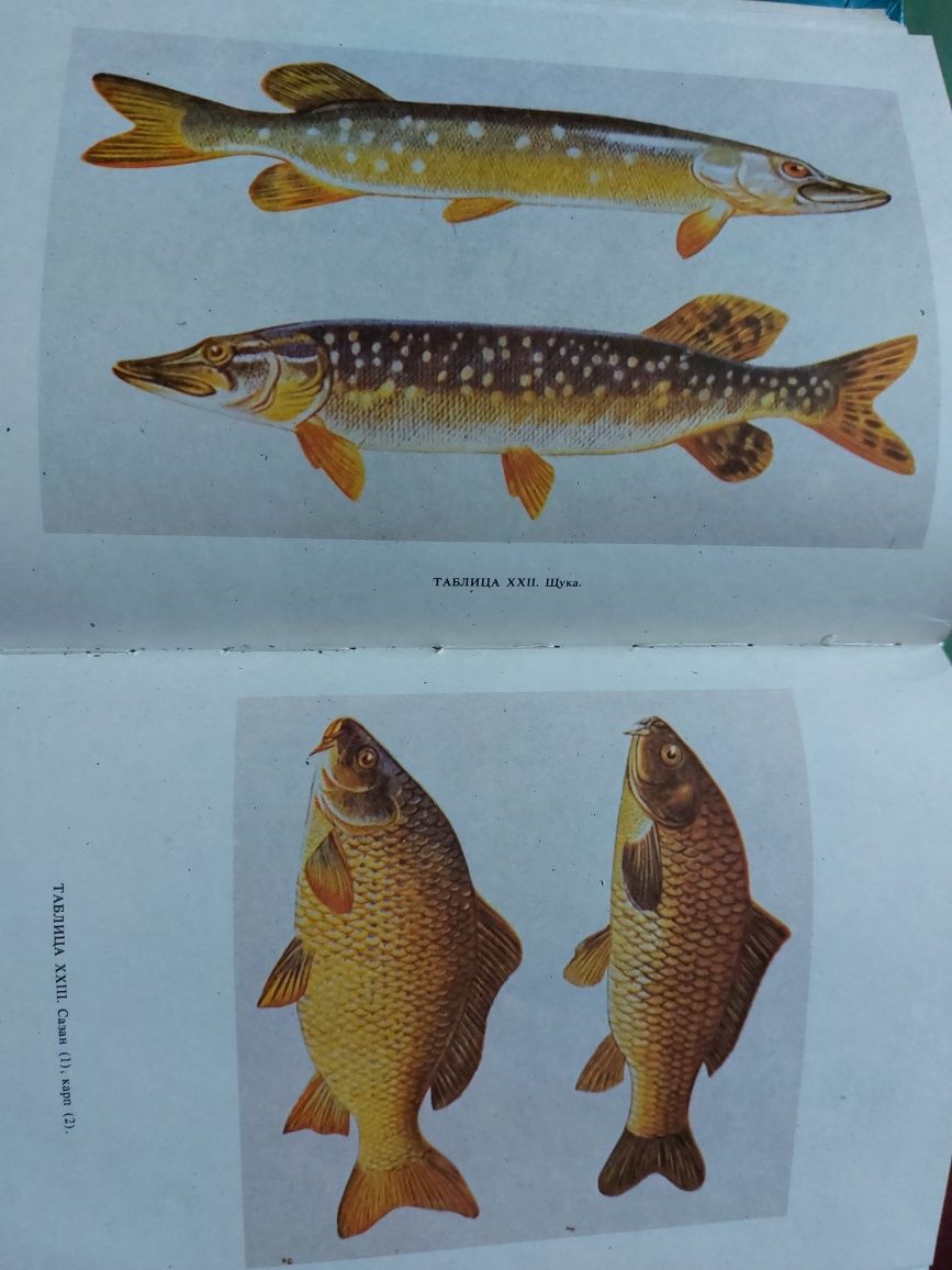 Книжка про рибальство і всі риби