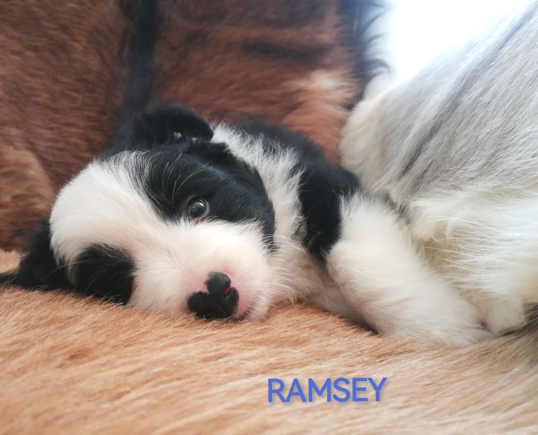 Border Collie Piesek Czarno-Biały