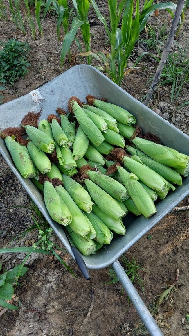 Milho Verde 0.90 cent.