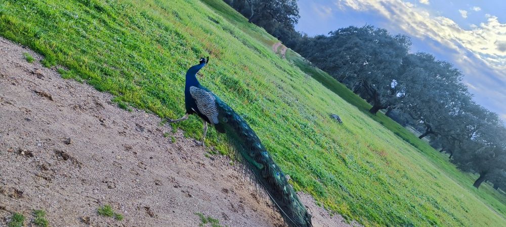 Pavão macho adulto