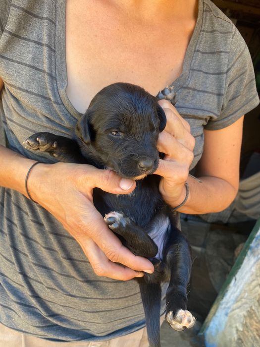 Cachorros à procura de um novo lar