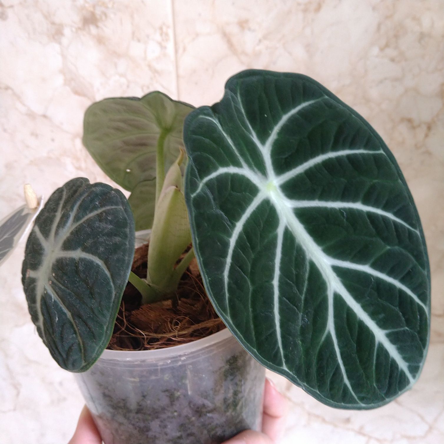 Алоказія Alocasia Ninja