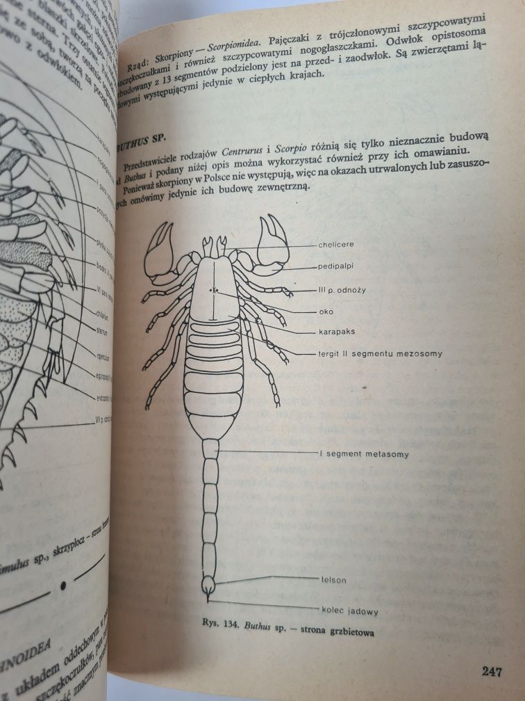 Ćwiczenia z zoologii bezkręgowców - Książka