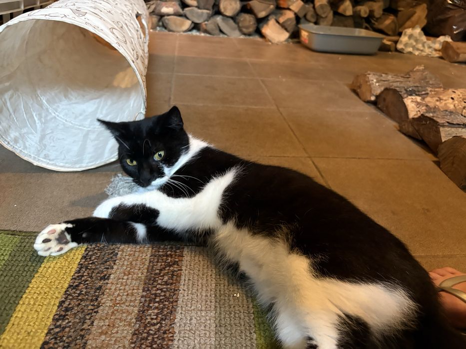 Piękna kotka Diana do adopcji