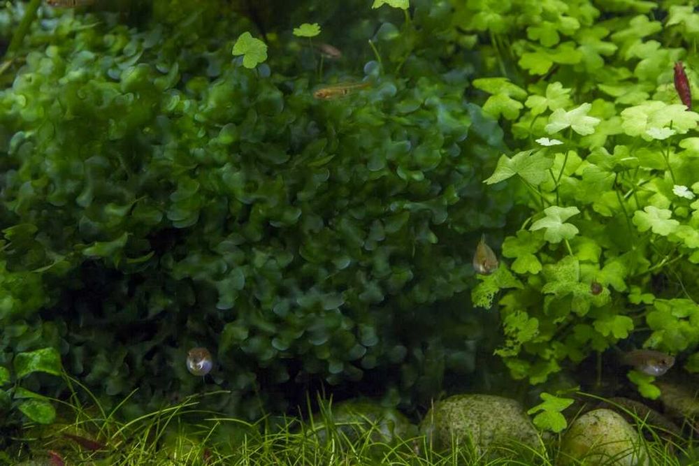 Krewetki niebieskie 10x + mchy do krewetkarium gotowy zestaw wysyłka