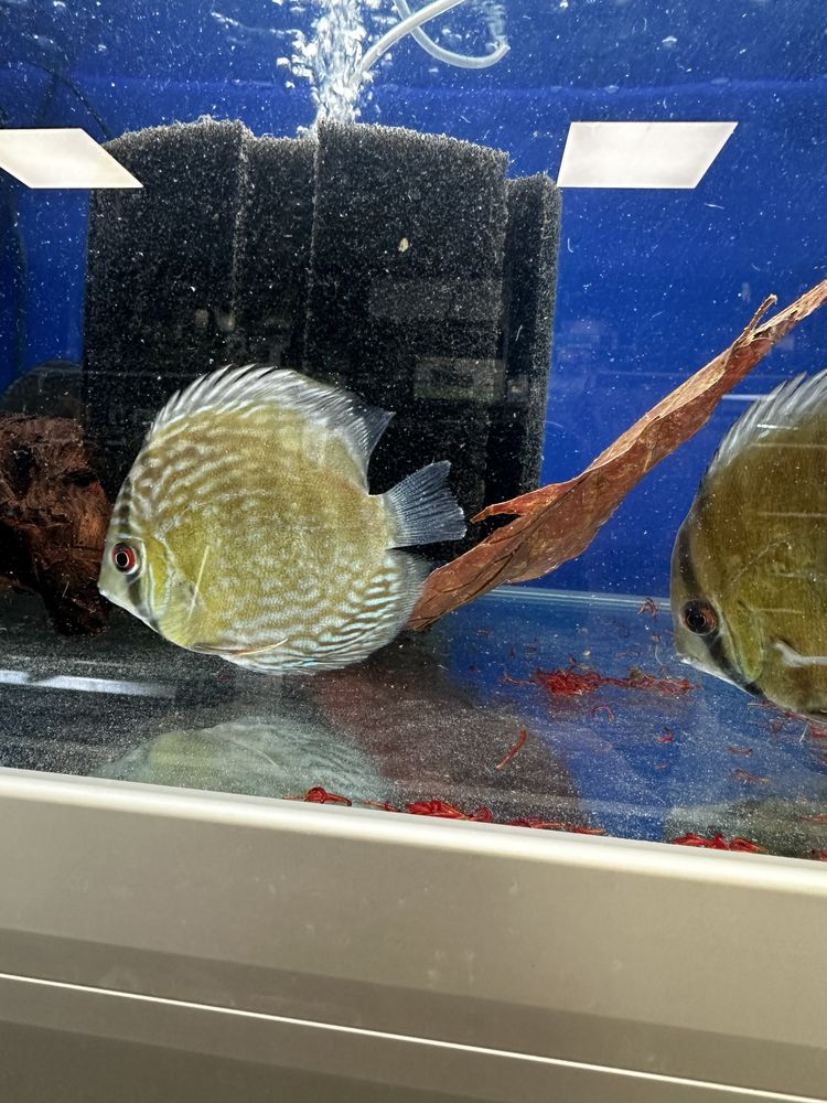 Dzikie paletki discus brown, red, green 10-13cm