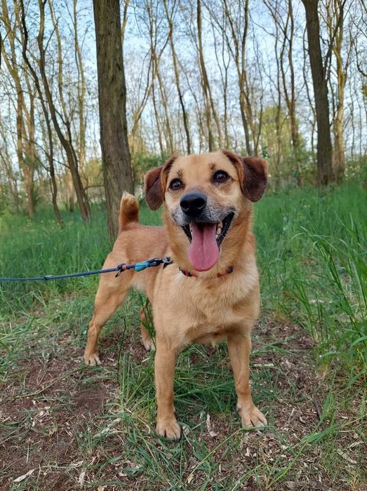 Malutka Fibi do adopcji