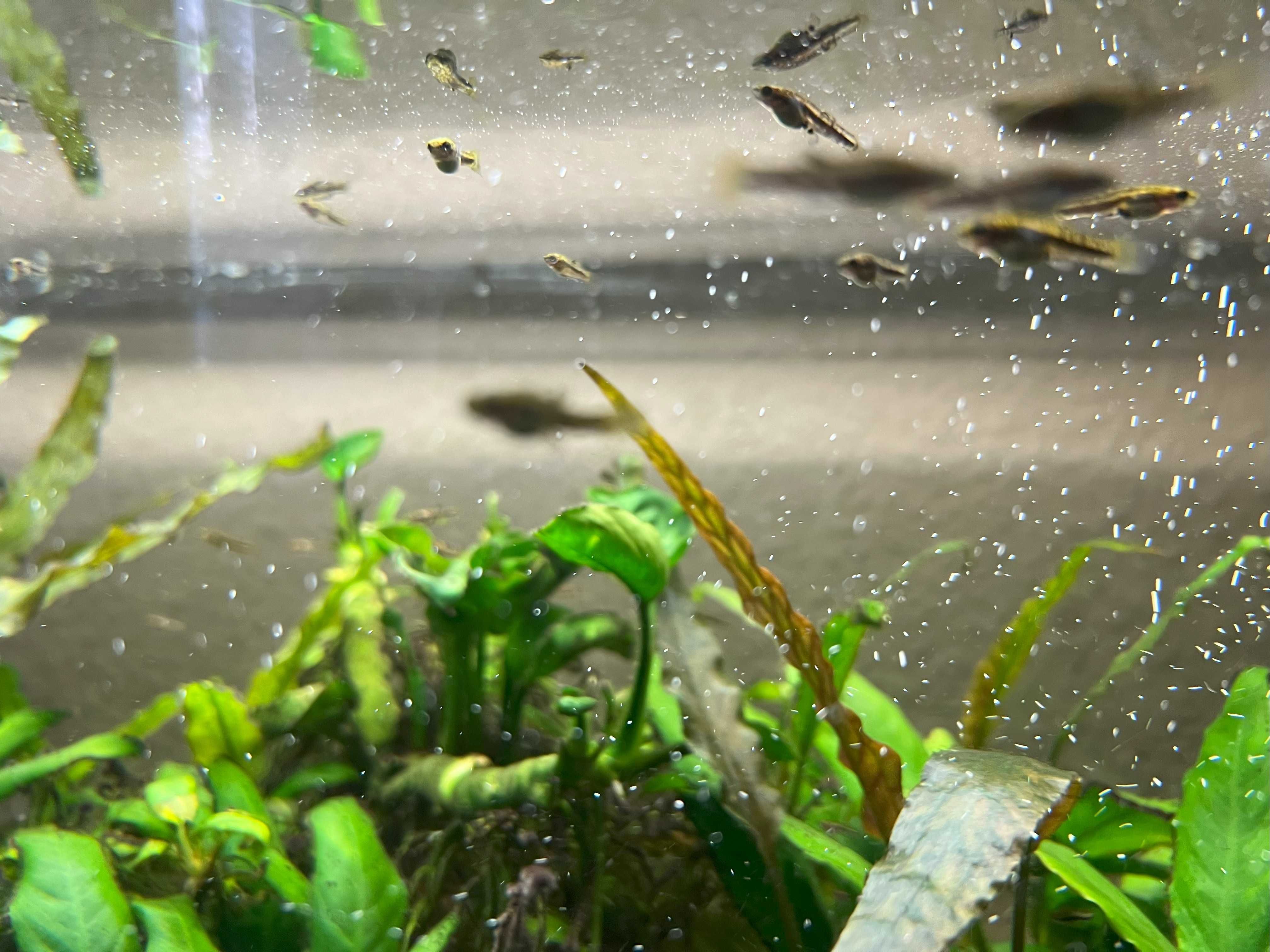 Drobniczka jednodniówka Heterandria formosa