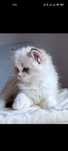 RAGDOLL kotka seal bicolour lynx  Rodowód FPL Blue-Suprise