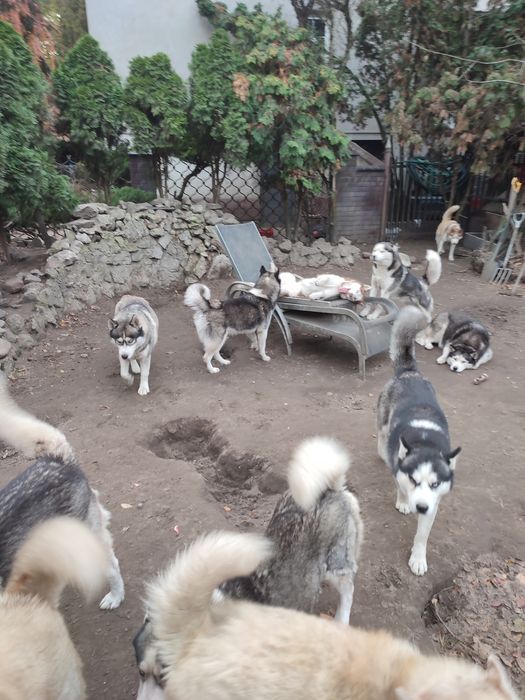 Oddam psy syberian  husky