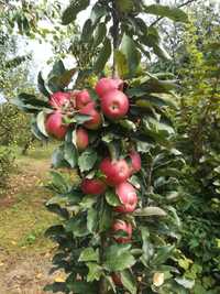 Jabłonie stare odmiany