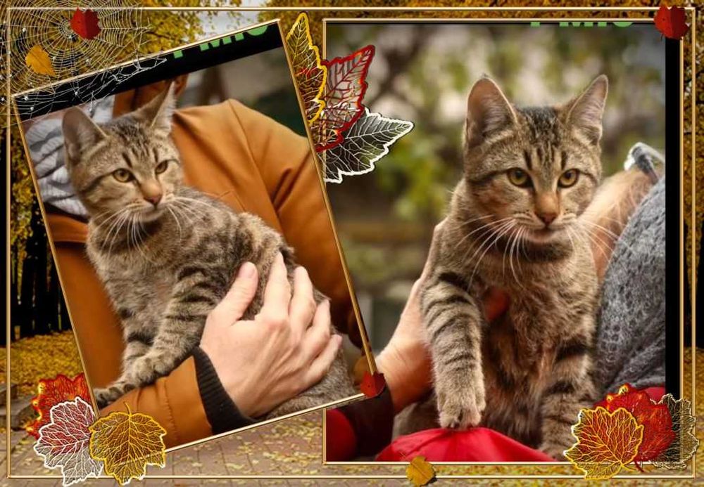 віддам кота кошеня хлопці 10міс щеплені