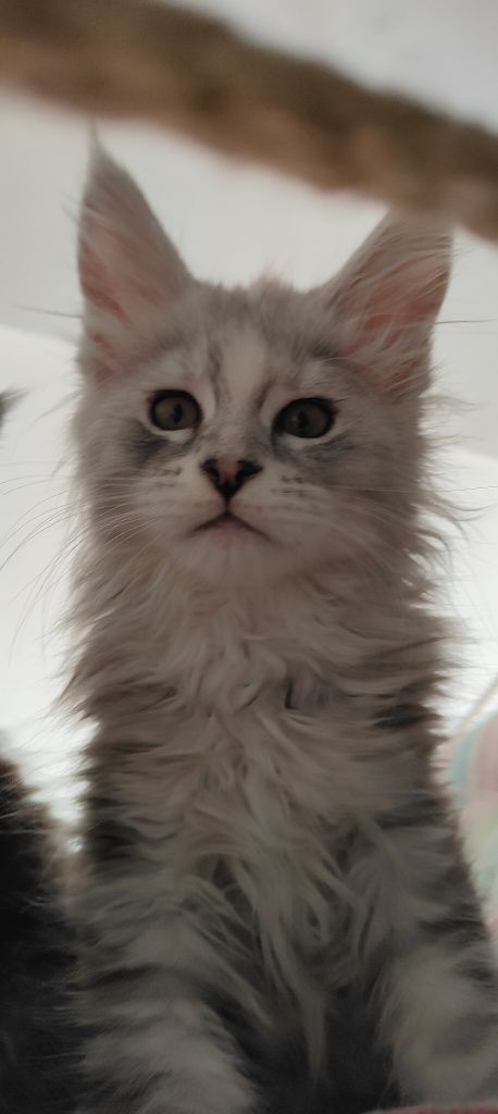 Chanel śliczna kotka Maine Coon do hodowli