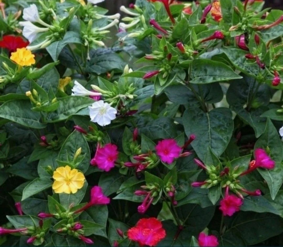 Dziwaczek Peruwiański Mirabilis Jalapa nasiona 100szt nasion