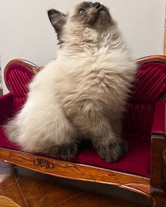 Ragdoll kotka Aisha
