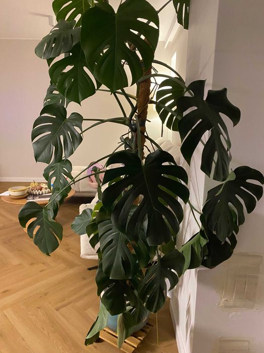 Monstera - 2 metrowa