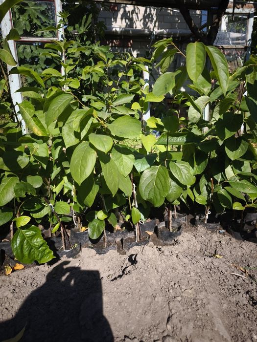 Хурма сорт Соснівська, Сосновская.