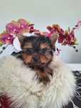 Yorkshire terrier mini mini piesek z rodowodem