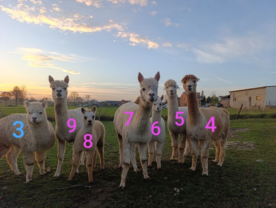 Alpaka Stado alpak alpaki