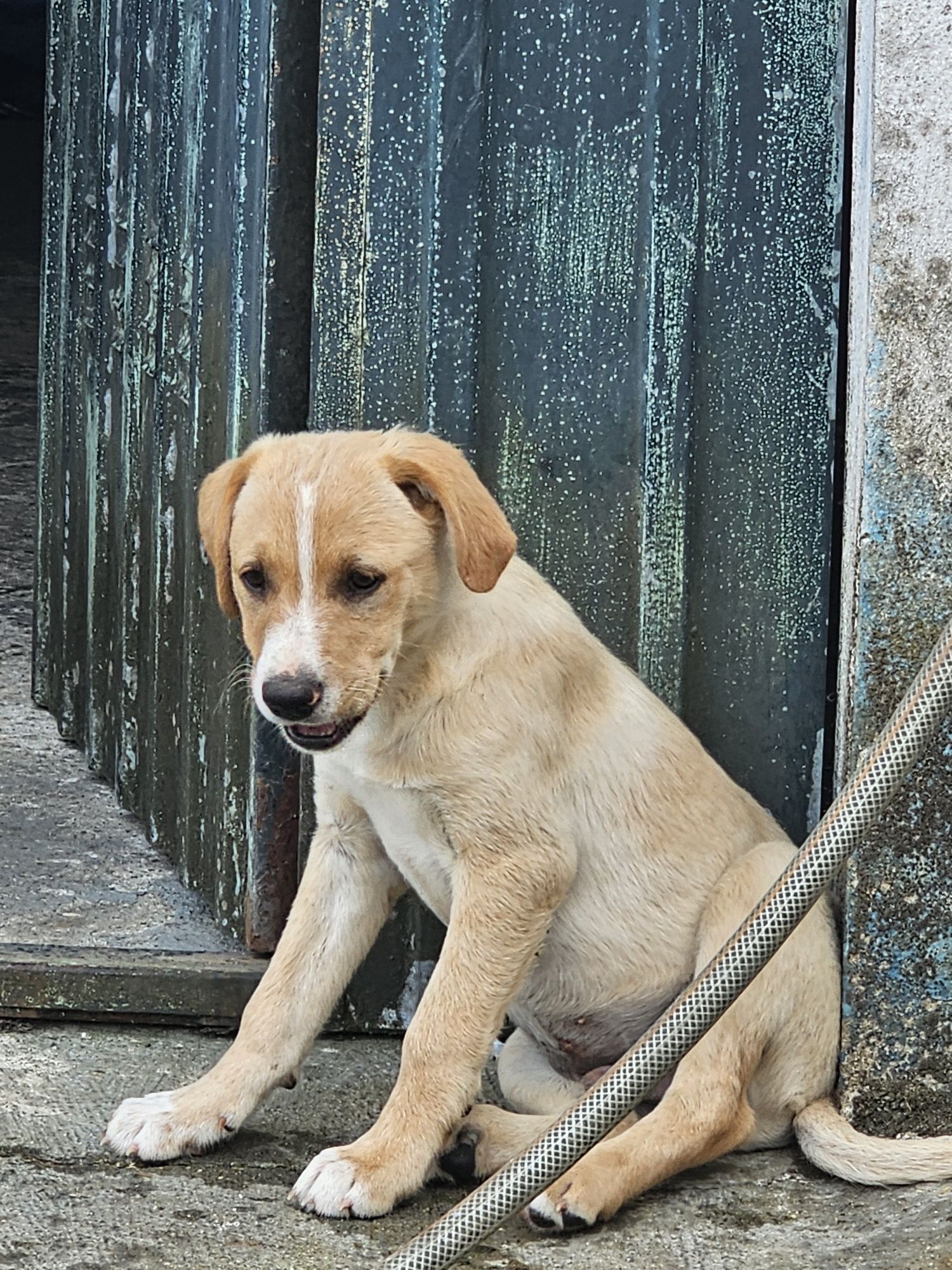 Bebes para adoçao