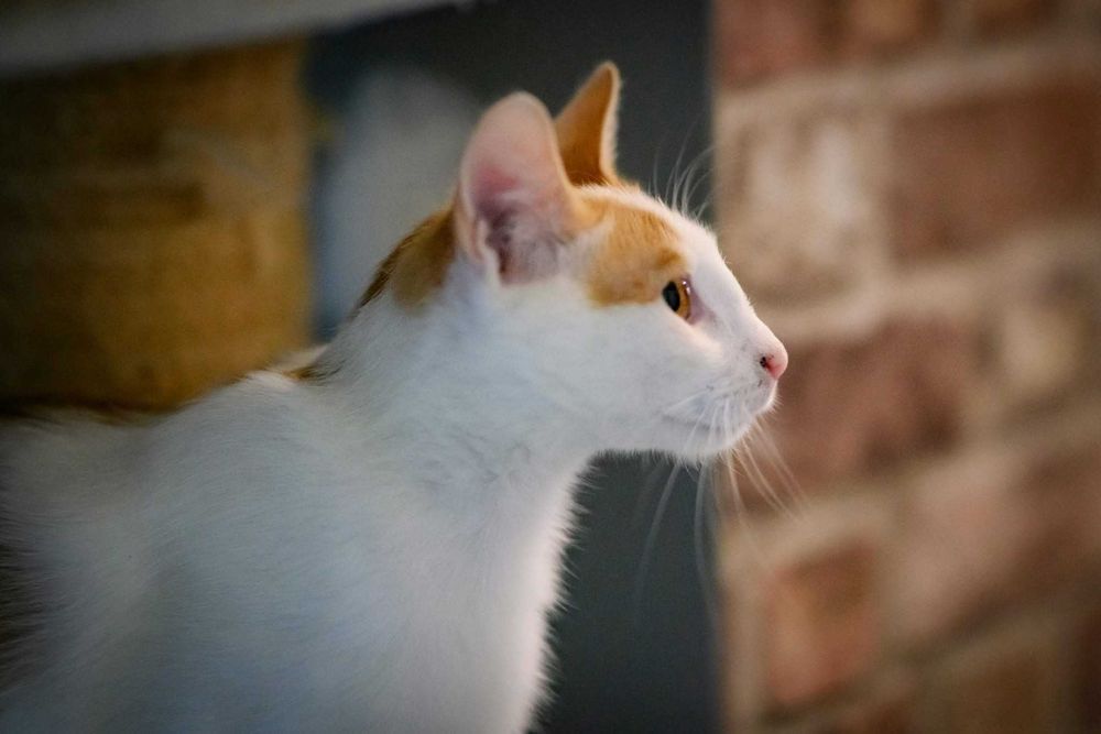 Maki - bursztynowy spokojny kocurek